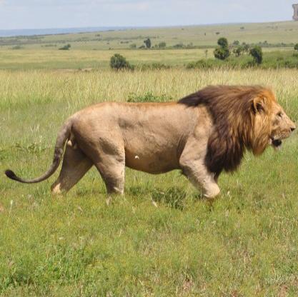 4 Days Masai Mara Luxury Wildlife Safari