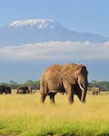 Mount Kilimanjaro Trekking