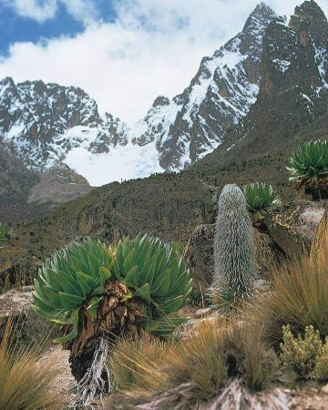 Mount Kenya Climbing