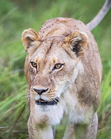 Tanzania Safaris