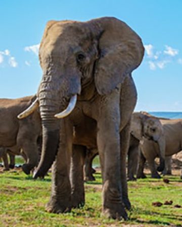 Kenya Safaris
